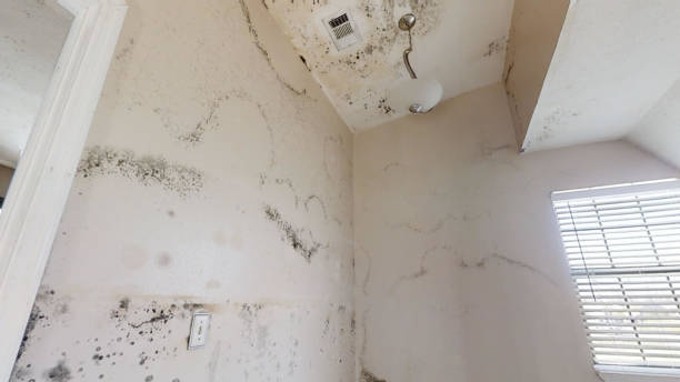 Best Post-Remediation Verification Testing  in Linden, MI
