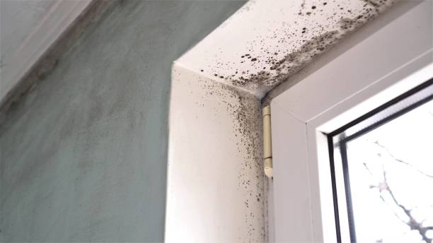 Linden, MI Mold Removal Company