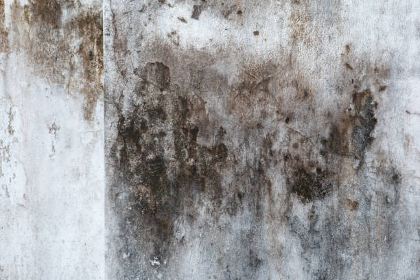 Best Basement Mold Removal  in Linden, MI