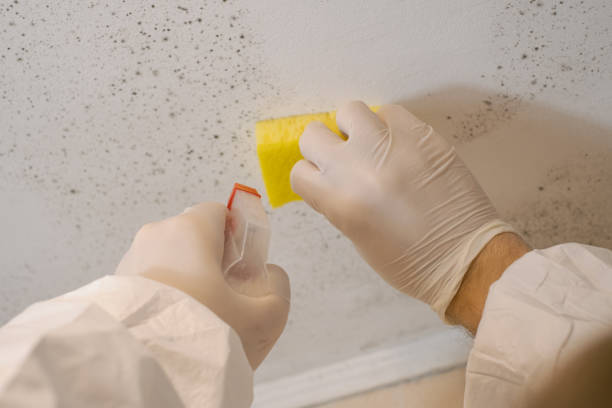 Best Attic Mold Removal  in Linden, MI