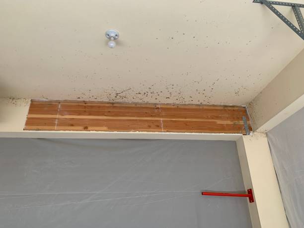 Best Air Quality Testing for Mold Spores  in Linden, MI