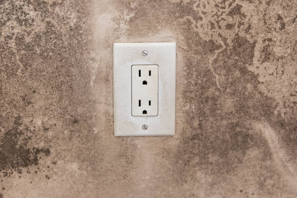 Best Forensic Mold Investigation  in Linden, MI