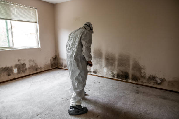 Best Mold Damage Restoration  in Linden, MI