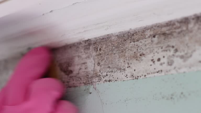 Best Mold Documentation for Insurance Claims  in Linden, MI